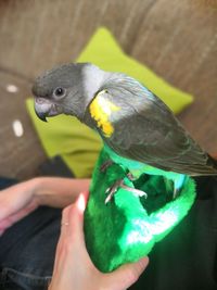 Cropped image of hand holding parrot