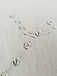 High angle view of birds on sand