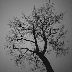 Low angle view of bare trees against sky