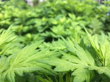 Full frame shot of fresh green leaves