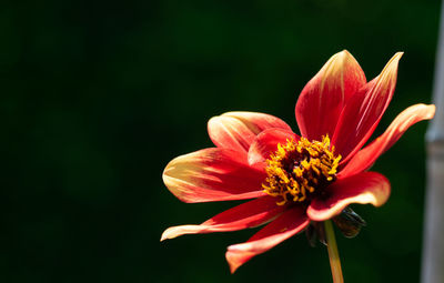 Close-up of red flower