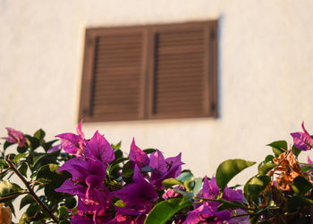 Close-up of pink flowering plant against building