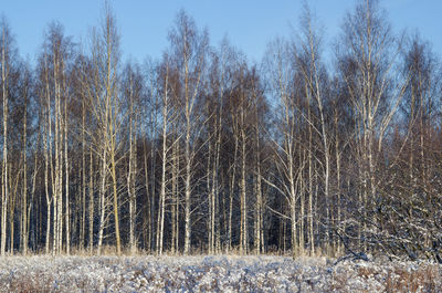 Bare trees on field against sky