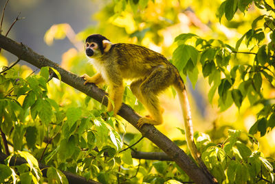 Black-capped squirrel monkey on a tree in stubenberg tierpark. styria tourist spot and family place.