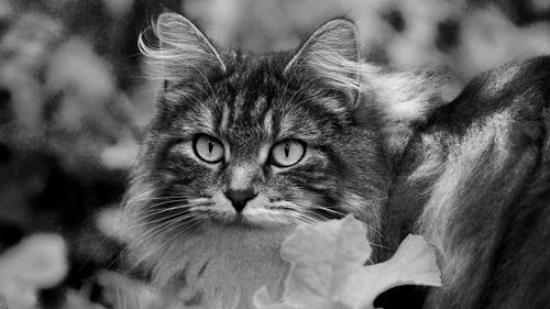 Close-up portrait of a cat