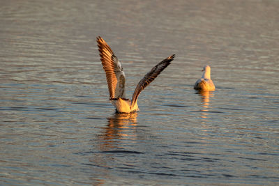 Bird flying over lake