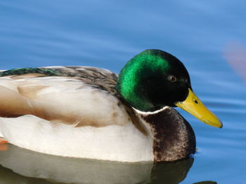 Close-up of a duck in the water