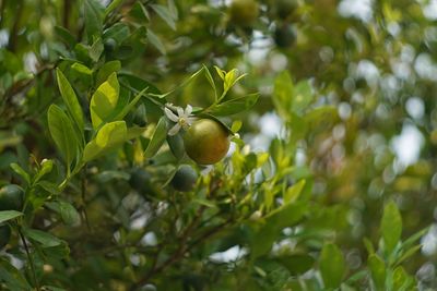 Close-up of fruits on tree