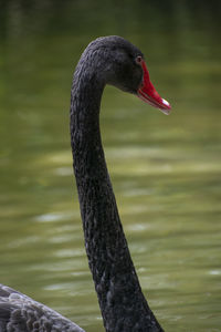 Close-up of swan in lake