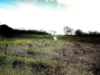 View of sheep on field against sky