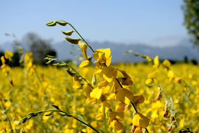 rapeseed