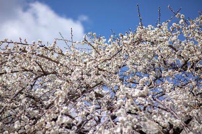 Low angle view of cherry blossoms against sky