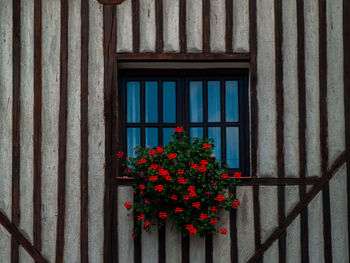 Close-up of red flowering plant against window of building