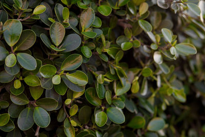 Full frame shot of fresh green leaves