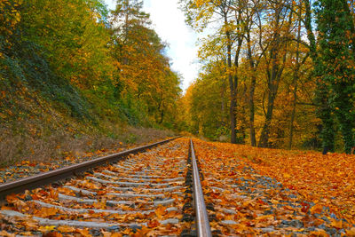 autumn