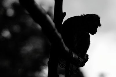 Close-up of horse against sky