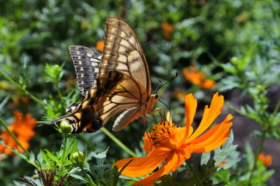 Close-up of butterfly pollinating on flower