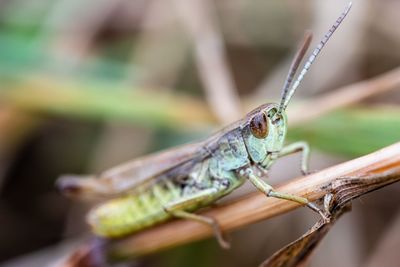 A grasshopper on a blade of grass