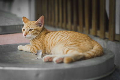 Close-up of a cat resting