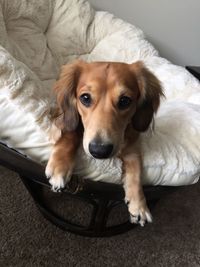 High angle portrait of dog relaxing on bed at home