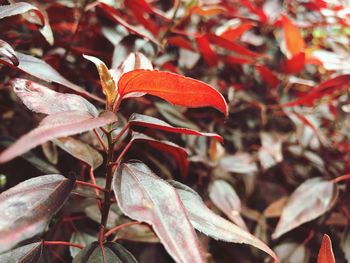 Close-up of red maple leaves