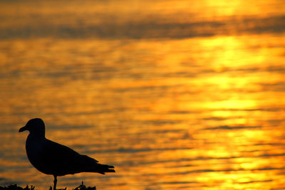 Silhouette bird flying over sea during sunset