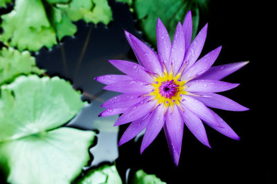 Close-up of purple flower blooming outdoors