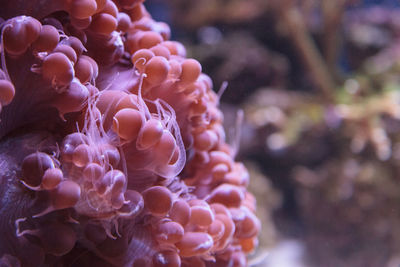 Close up of jellyfish