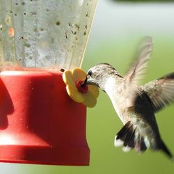 Close-up of bird