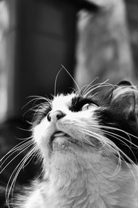 Close-up of cat looking away