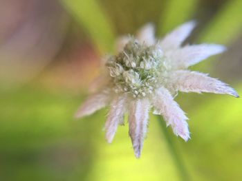 Close-up of pink flower