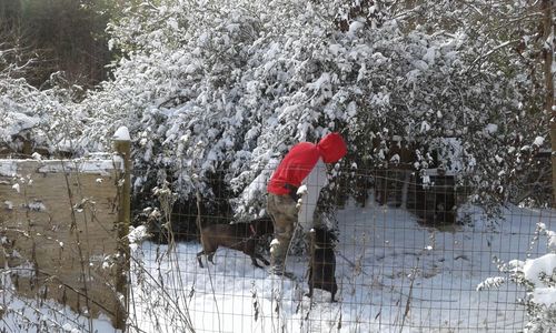 View of a horse on snow covered plants