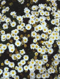 Close-up of yellow flowers