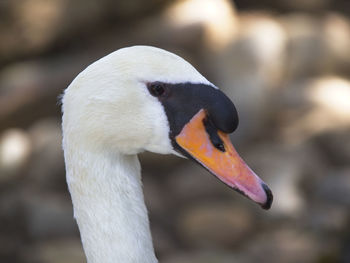 Close-up of swan
