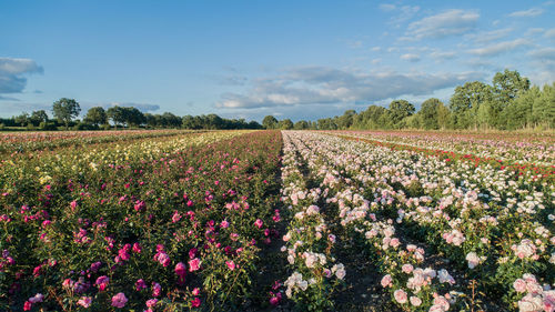 Aerial view of colorful rose fields