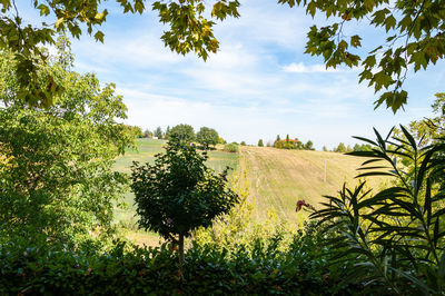 Plants growing on field against sky