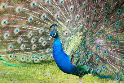 Close-up portrait of peacock