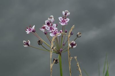 Close-up of pink flowers against blurred background