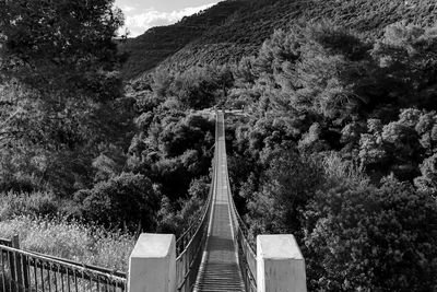 View of footbridge in forest