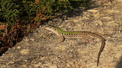 View of lizard on rock