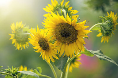 Close-up of honey bee on sunflower