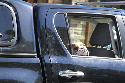 Dog in car