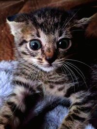 Close-up portrait of a cat