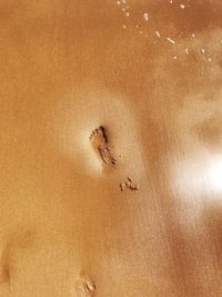 Close-up of crab on sand