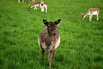 Flock on deer grazing on grassy field