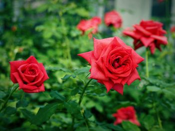 Close-up of red rose
