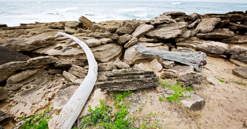 Driftwood on beach