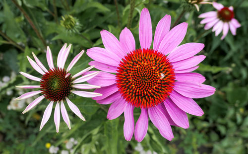 Close-up of pink flower