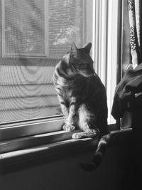 Cat sitting on window sill