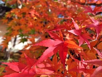 Close-up of maple leaves